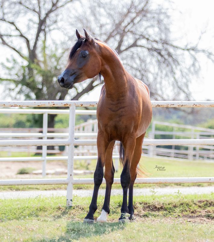 Purebred Gelding Sales